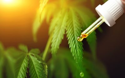 Global Cannabidiol Legalization Trend to Shape the CBD Market’s Future Growth