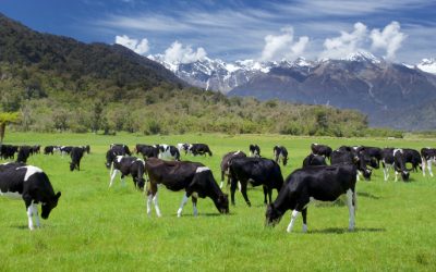 The Future of Pet Food and Livestock Feed is Sustainable