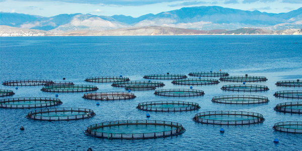 Sustainable Aquaculture